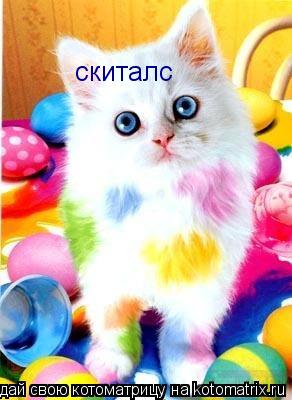 Котоматрица: скиталс