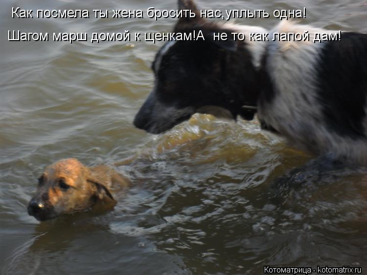 Котоматрица: Как посмела ты жена бросить нас,уплыть одна! Шагом марш домой к щенкам!А  не то как лапой дам!