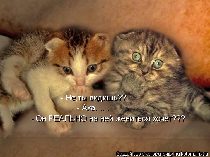 - Не,ты видишь?? - Аха...... - Он РЕАЛЬНО на ней жениться хочет???... Котоматрица: - Не,ты видишь?? - Аха...... - Он РЕАЛЬНО на ней жениться хочет???
