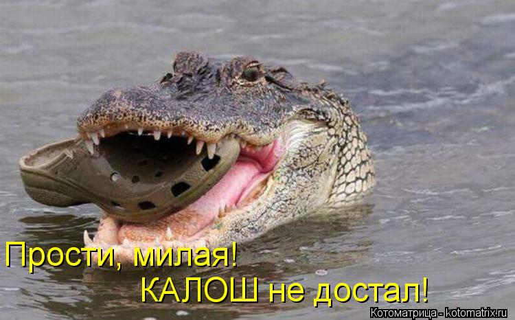 Котоматрица: Прости, милая! КАЛОШ не достал!