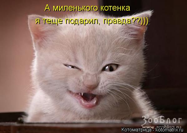 Котоматрица: А миленького котенка я теще подарил, правда??)))