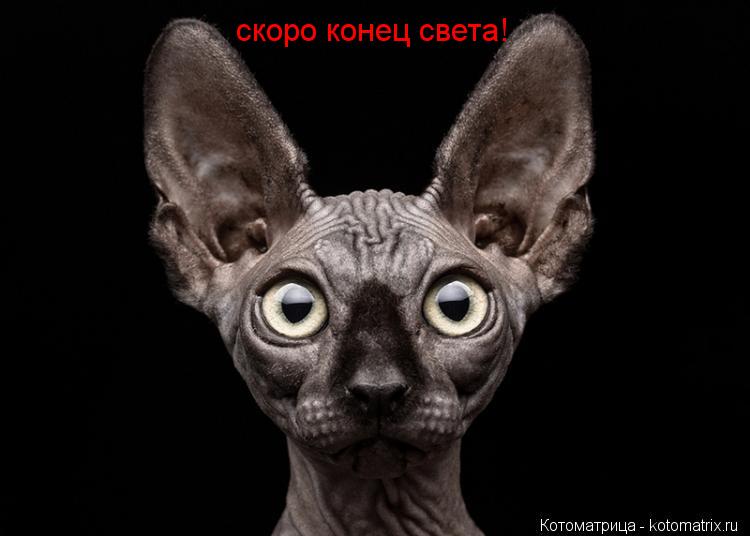 Котоматрица: скоро конец света!