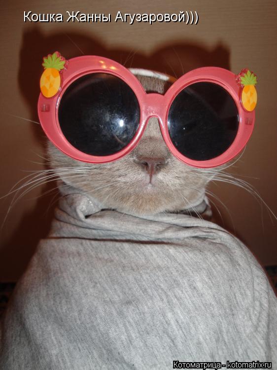 Кошка Жанны Агузаровой)))... Котоматрица: Кошка Жанны Агузаровой)))
