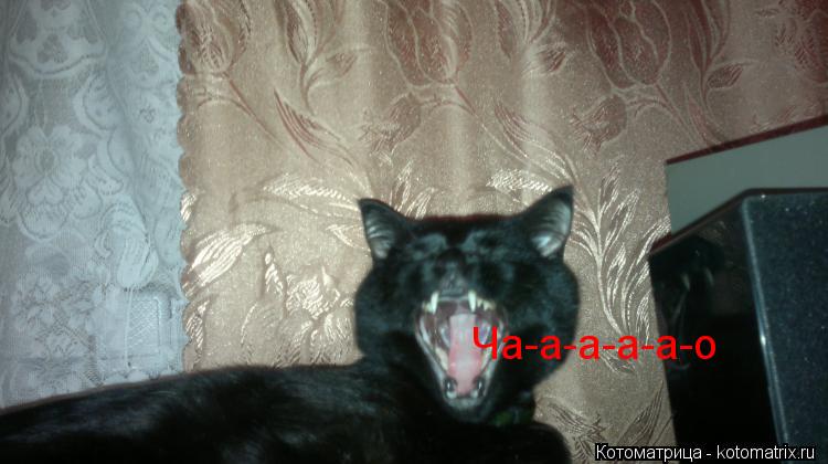 Котоматрица: Ча-а-а-а-а-о