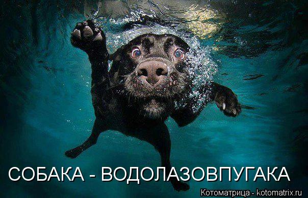 Котоматрица: СОБАКА - ВОДОЛАЗОВПУГАКА