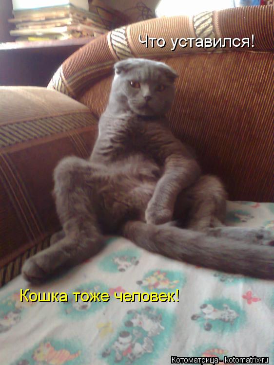 Котоматрица: Что уставился! Кошка тоже человек!