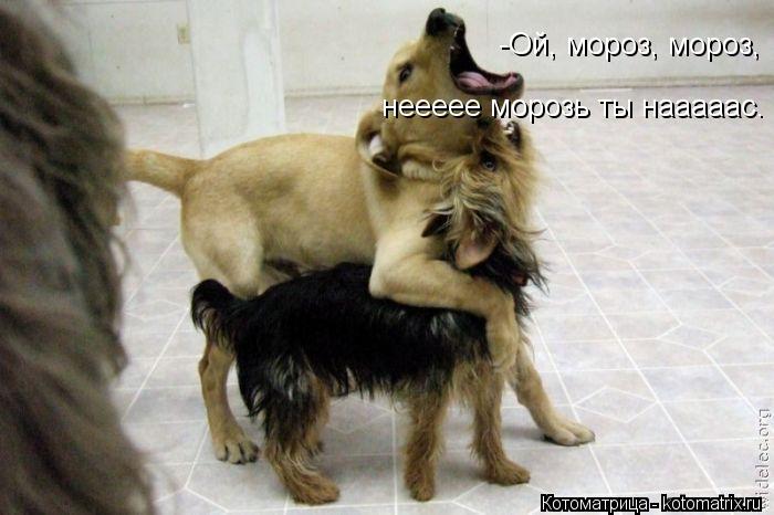 -Ой, мороз, мороз, неееее морозь ты нааааас.... Котоматрица: -Ой, мороз, мороз, неееее морозь ты нааааас.