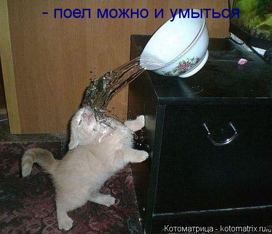 - поел можно и умыться... Котоматрица: - поел можно и умыться