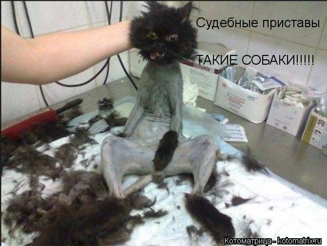 Котоматрица: Судебные приставы ТАКИЕ СОБАКИ!!!!!