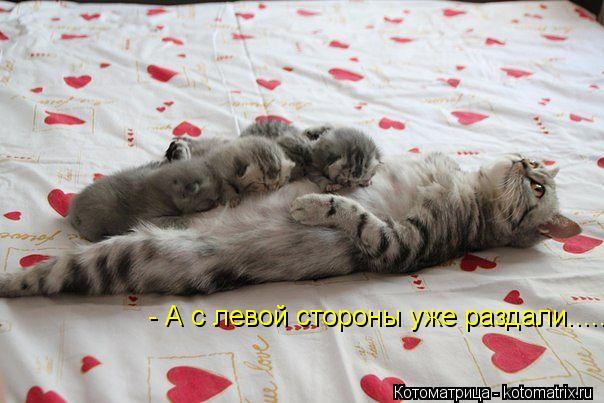 Котоматрица: - А с левой стороны уже раздали.....