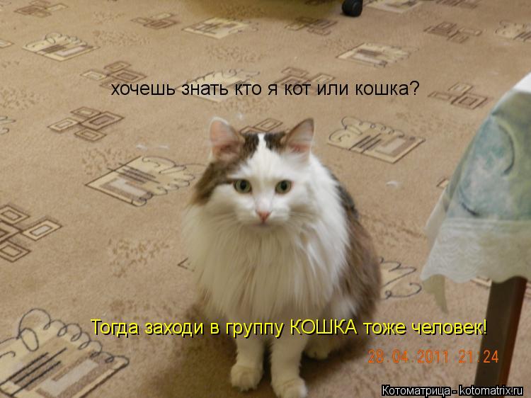 Котоматрица: хочешь знать кто я кот или кошка? Тогда заходи в группу КОШКА тоже человек!