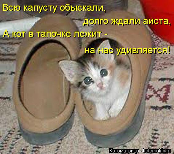 Котоматрица: долго ждали аиста, Всю капусту обыскали, А кот в тапочке лежит - на нас удивляется!