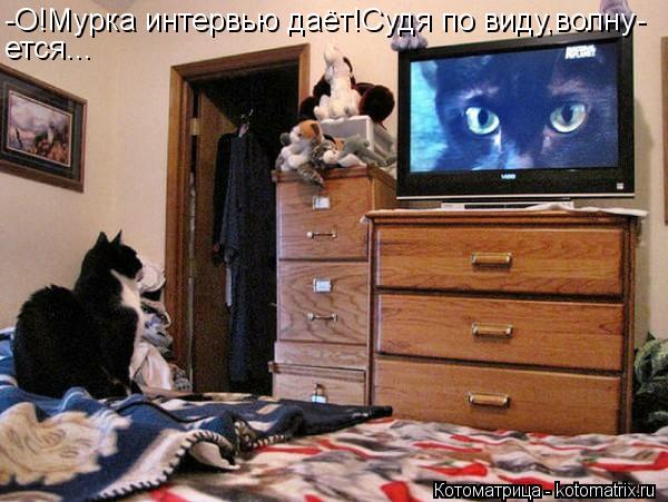 Котоматрица: -О!Мурка интервью даёт!Судя по виду,волну- ется...