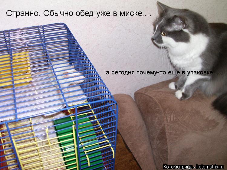 Странно. Обычно обед уже в миске.... а сегодня почему-то еще в упаковке........ Котоматрица: Странно. Обычно обед уже в миске.... а сегодня почему-то еще в упаковке.....