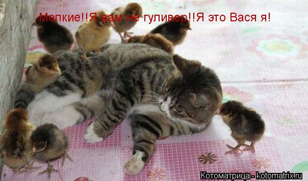 Мелкие!!Я вам не гуливер!!Я это Вася я!... Котоматрица: Мелкие!!Я вам не гуливер!!Я это Вася я!