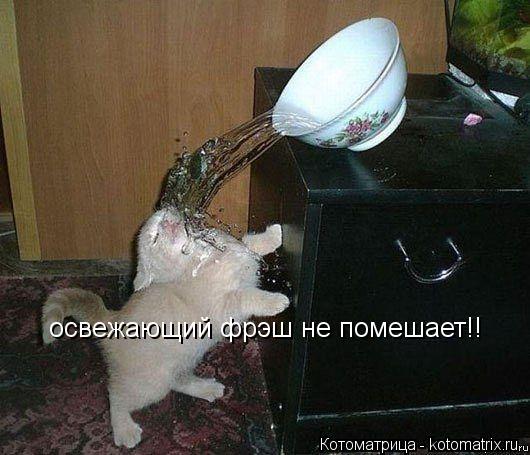 освежающий фрэш не помешает!!... Котоматрица: освежающий фрэш не помешает!!