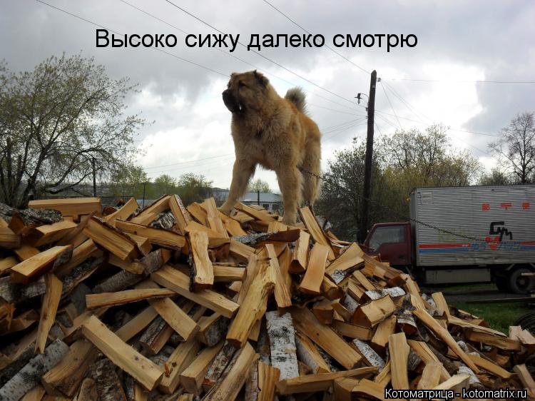 Котоматрица: Высоко сижу далеко смотрю