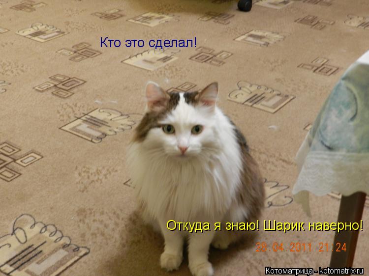 Котоматрица: Кто это сделал! Откуда я знаю! Шарик наверно!