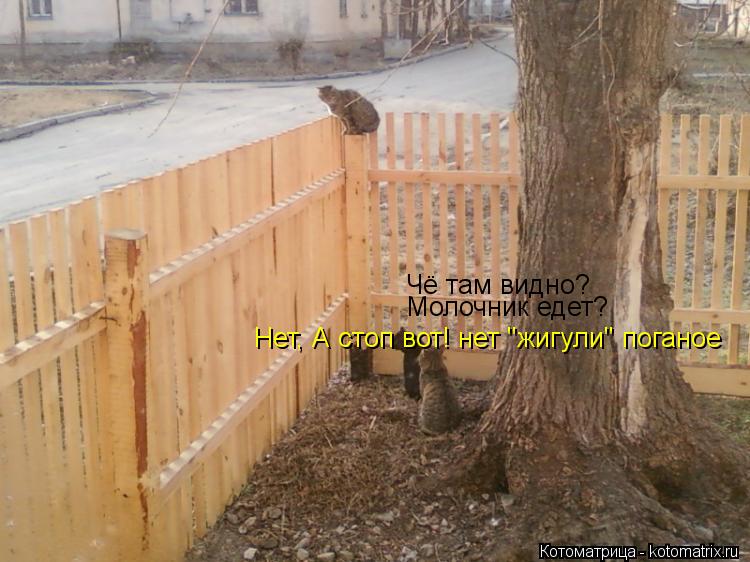 Чё там видно? Молочник едет? Нет, А стоп вот! нет "жигули" поганое... Котоматрица: Чё там видно? Молочник едет? Нет, А стоп вот! нет "жигули" поганое