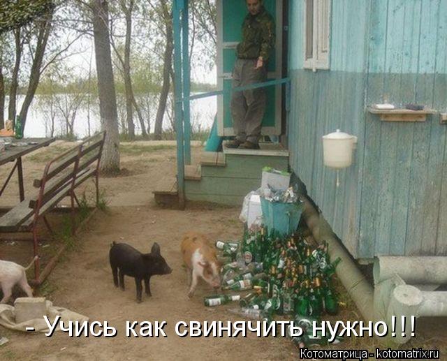Котоматрица: - Учись как свинячить нужно!!!