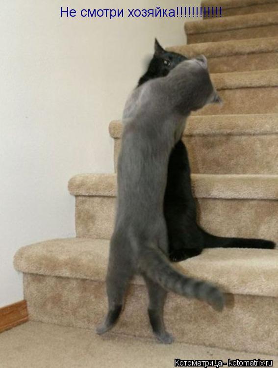 Котоматрица: Не смотри хозяйка!!!!!!!!!!!!