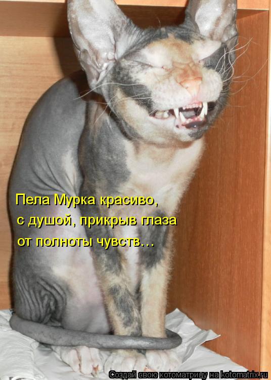 Пела Мурка красиво, с душой, прикрыв глаза от полноты чувств…... Котоматрица: Пела Мурка красиво, с душой, прикрыв глаза от полноты чувств…