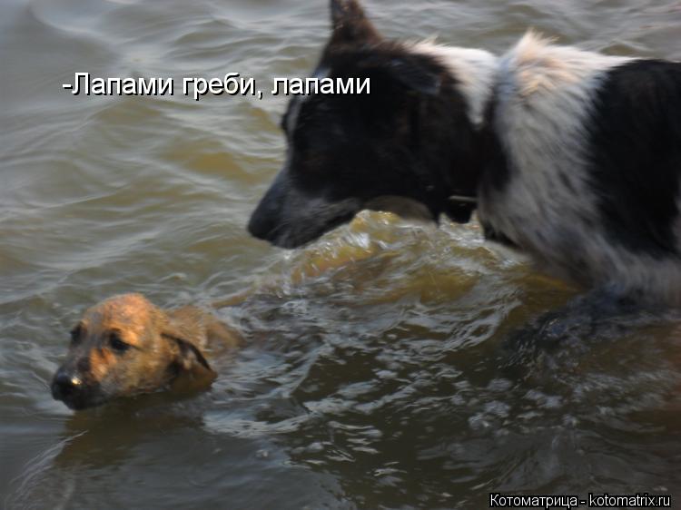 Котоматрица: -Лапами греби, лапами