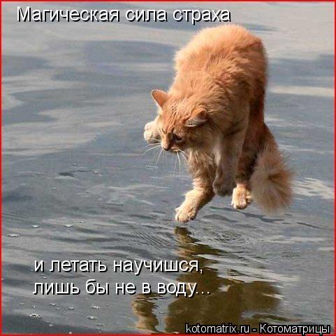 Котоматрица: Магическая сила страха и летать научишся, лишь бы не в воду...