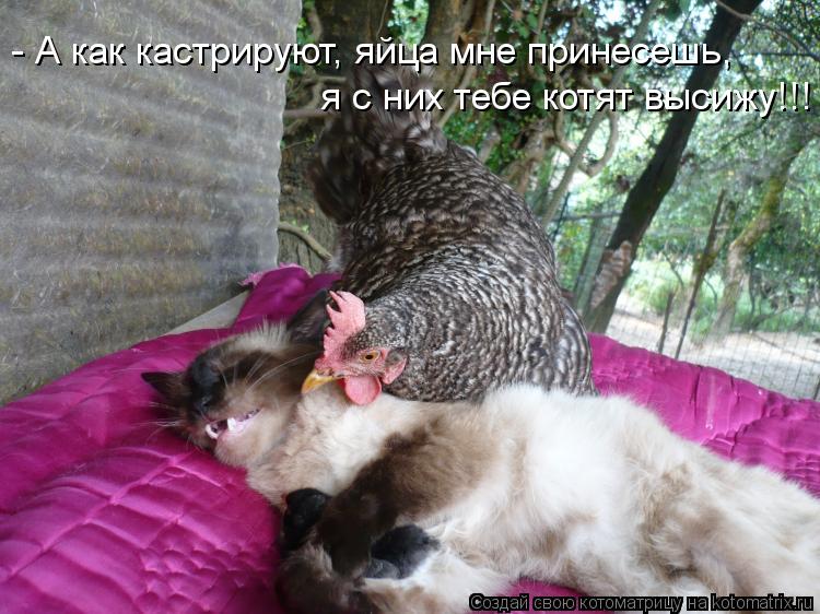 Котоматрица: - А как кастрируют, яйца мне принесешь,  я с них тебе котят высижу!!!