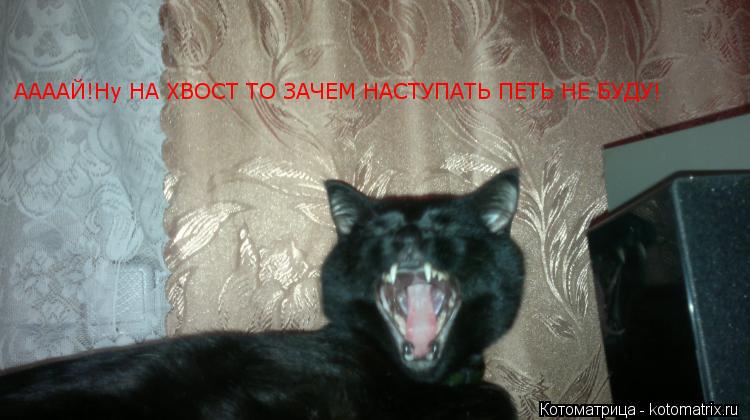 Котоматрица: ААААЙ!Ну НА ХВОСТ ТО ЗАЧЕМ НАСТУПАТЬ ПЕТЬ НЕ БУДУ! ААААЙ!Ну НА ХВОСТ ТО ЗАЧЕМ НАСТУПАТЬ ПЕТЬ НЕ БУДУ!