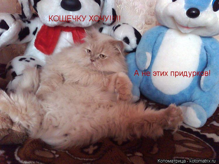Котоматрица: КОШЕЧКУ ХОЧУ!!!!! А не этих придурков!