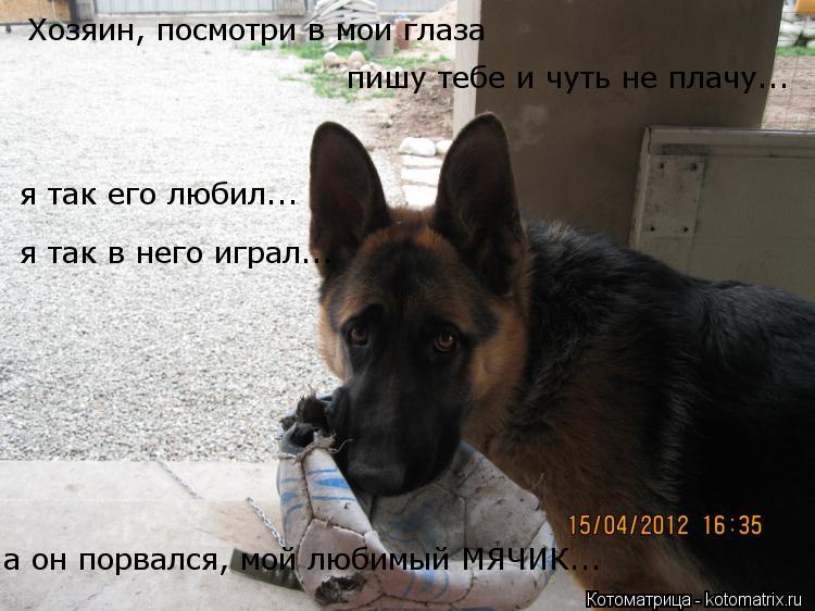 Котоматрица: Хозяин, посмотри в мои глаза я так его любил... я так в него играл... пишу тебе и чуть не плачу... а он порвался, мой любимый МЯЧИК...