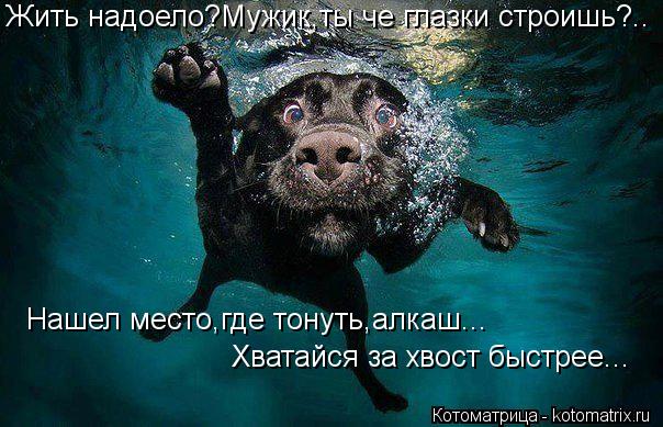 Котоматрица: Жить надоело?Мужик,ты че глазки строишь?.. Нашел место,где тонуть,алкаш... Хватайся за хвост быстрее...