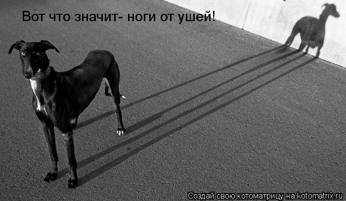 Вот что значит- ноги от ушей!... Котоматрица: Вот что значит- ноги от ушей!