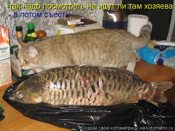 Котоматрица: -так надо посмотреть не идут ли там хозяева   - а потом съесть