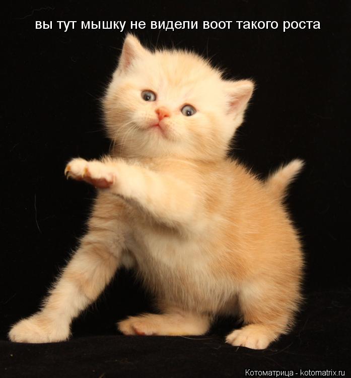 вы тут мышку не видели воот такого роста... Котоматрица: вы тут мышку не видели воот такого роста