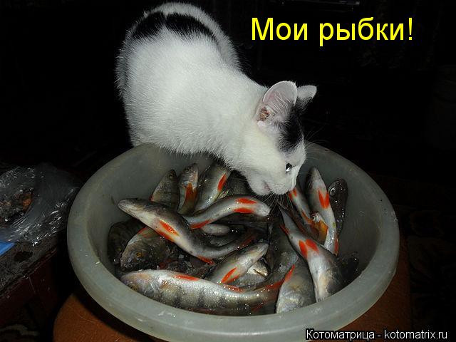 Котоматрица: Мои рыбки!