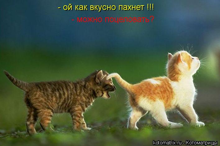 - ой как вкусно пахнет !!! - можно поцеловать? - можно поцеловать?... Котоматрица: - ой как вкусно пахнет !!! - можно поцеловать? - можно поцеловать?