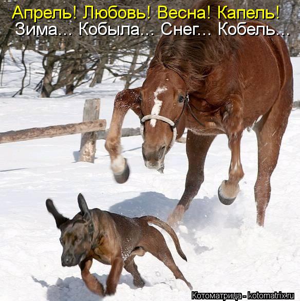 Котоматрица: Апрель! Любовь! Весна! Капель! Зима... Кобыла... Снег... Кобель...