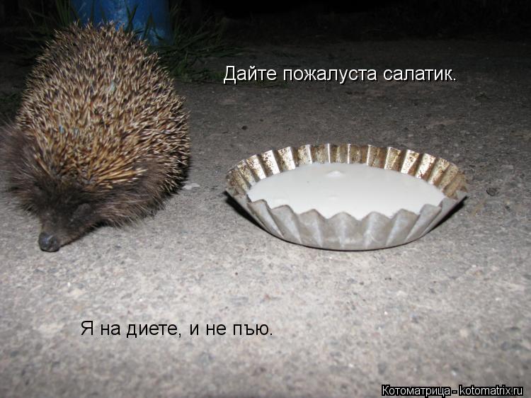 Дайте пожалуста салатик. Я на диете, и не пъю.... Котоматрица: Дайте пожалуста салатик. Я на диете, и не пъю.