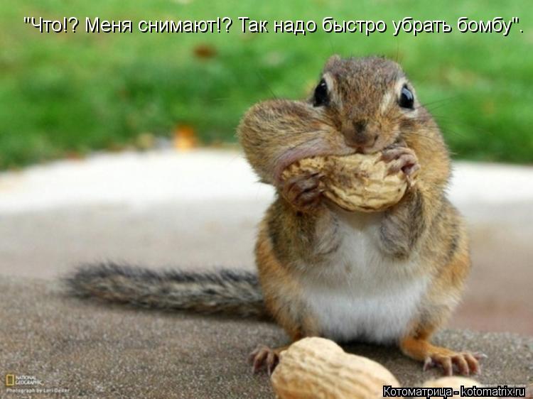 Котоматрица: "Что!? Меня снимают!? Так надо быстро убрать бомбу".
