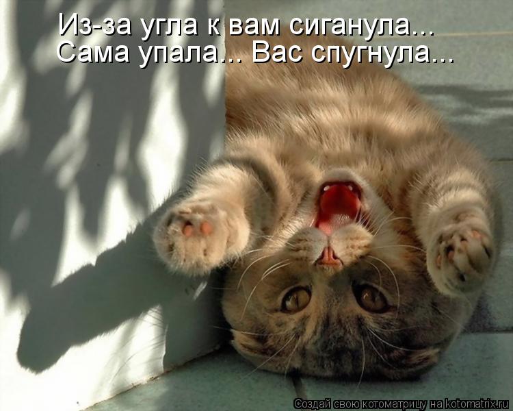 Котоматрица: Из-за угла к вам сиганула... Сама упала... Вас спугнула...