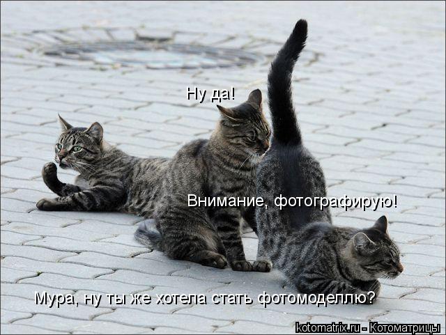 Ну да! Внимание, фотографирую! Мура, ну ты же хотела стать фотомоделлю?... Котоматрица: Ну да! Внимание, фотографирую! Мура, ну ты же хотела стать фотомоделлю?