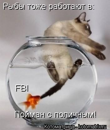 Рыбы тоже работают в: FBI Пойман с поличным!... Котоматрица: Рыбы тоже работают в: FBI Пойман с поличным!
