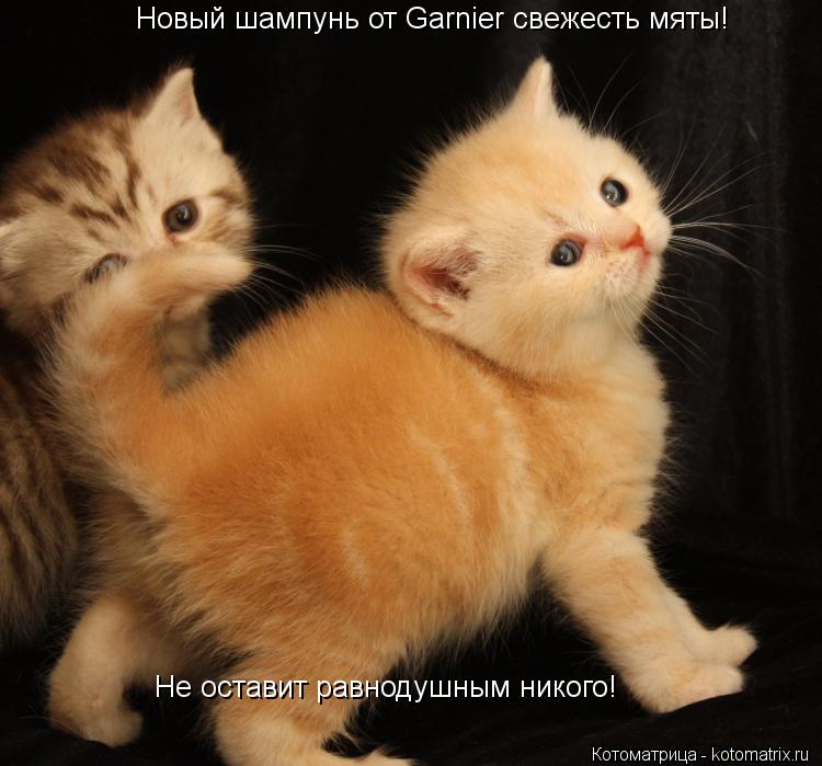 Котоматрица: Новый шампунь от Garnier свежесть мяты!  Не оставит равнодушным никого!