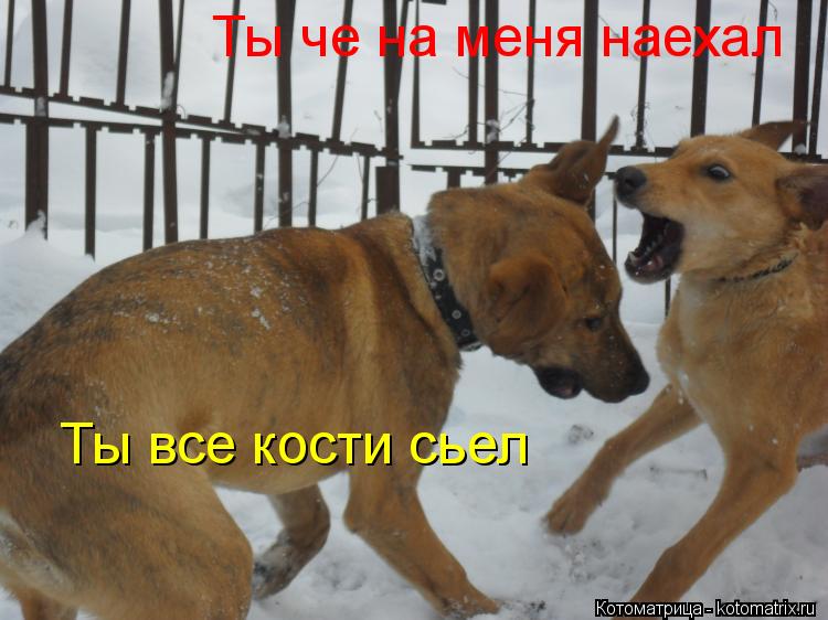 Котоматрица: Ты че на меня наехал Ты все кости сьел