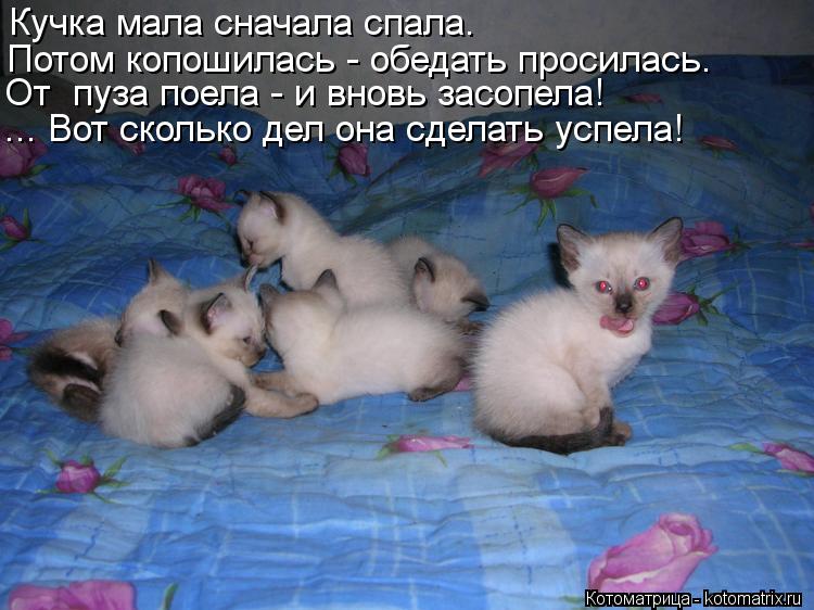 Кучка мала сначала спала. Потом копошилась - обедать просилась. От пуза поела - и вновь засопела! ..... Котоматрица: Кучка мала сначала спала. Потом копошилась - обедать просилась. От пуза поела - и вновь засопела! ... Вот сколько дел она сделать успела!