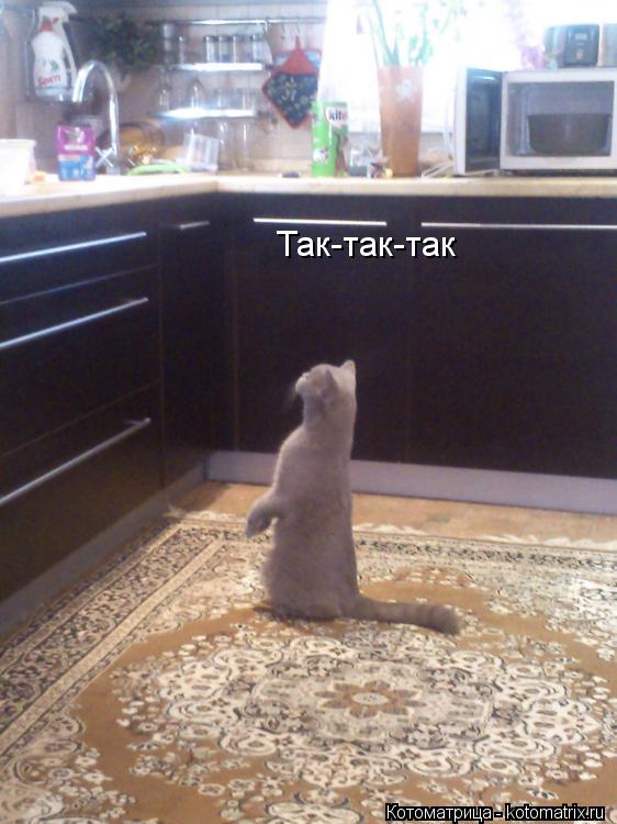 Котоматрица: Так-так-так