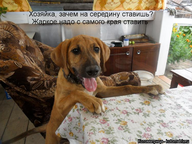 Котоматрица: Хозяйка, зачем на середину ставишь? Жаркое надо с самого края ставить
