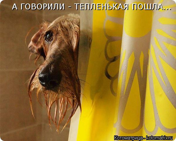 Котоматрица: А ГОВОРИЛИ - ТЕПЛЕНЬКАЯ ПОШЛА...